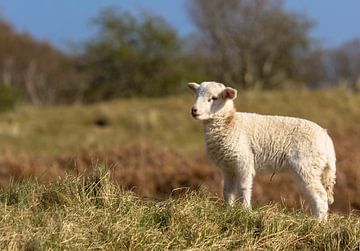 Lamb, so beautiful and sweet by Carla van Zomeren