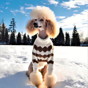 Portrait d'un caniche blanc avec un pull-over tricoté dans un paysage hivernal enneigé