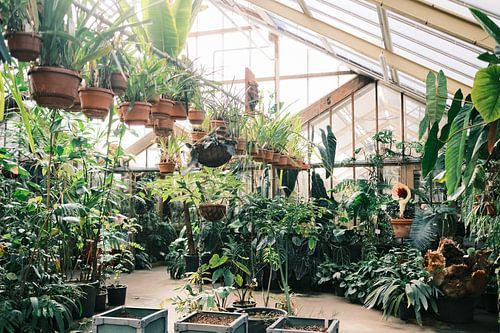 Planten in de botanische tuinkas