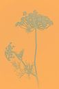 Groene bloem tegen oranje achtergrond / Botanisch van Photography art by Sacha thumbnail