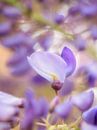 Blauwpaarse Zee van Cynthia Derksen thumbnail