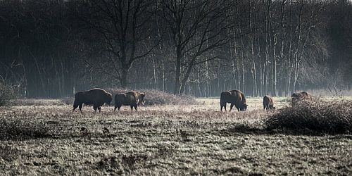 wisenten op de maashorst