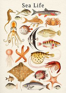 Sea Life Collection