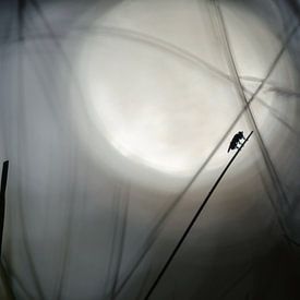 Vlieg silhouet von Bernadette Soemers