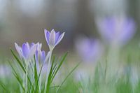 crocuses