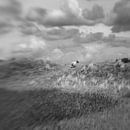 Schaap van Erik Reijnders thumbnail