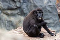Crested Macaque by Tine Depré thumbnail