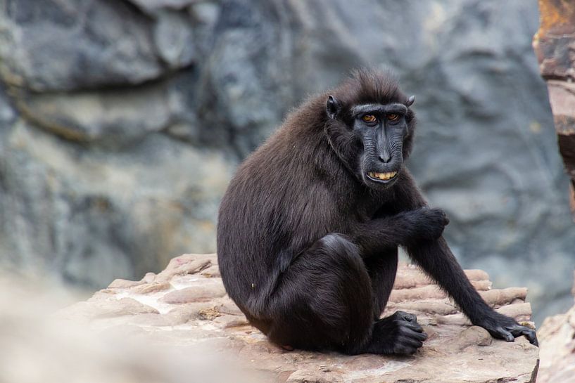 Crested Macaque by Tine Depré