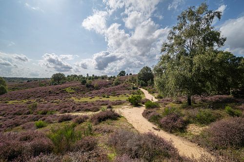 Bloeiende heidelandschap Posbank