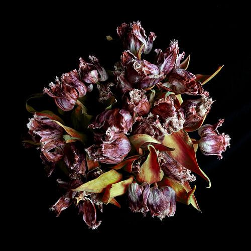 Tulpenbos van bovenaf gefotofrafeerd met zwarte achtergrond