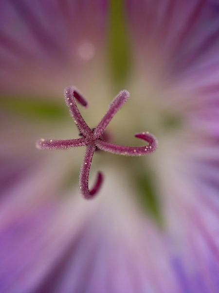 Blumenherz von Jo Beerens