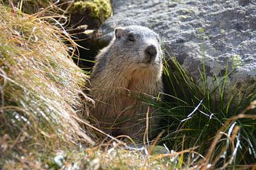 Nieuwsgierige marmot in de Franse Alpen van My Footprints