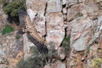 Vale Gier Monfrague Nationaal Park Extremadura van Lex van Doorn