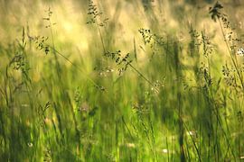 Gräser von Thomas Jäger