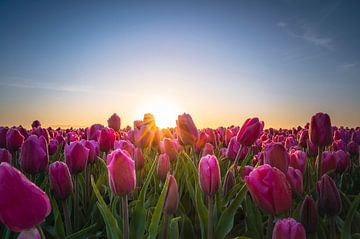 Nederlandse Tulpen van Alvin Aarnoutse