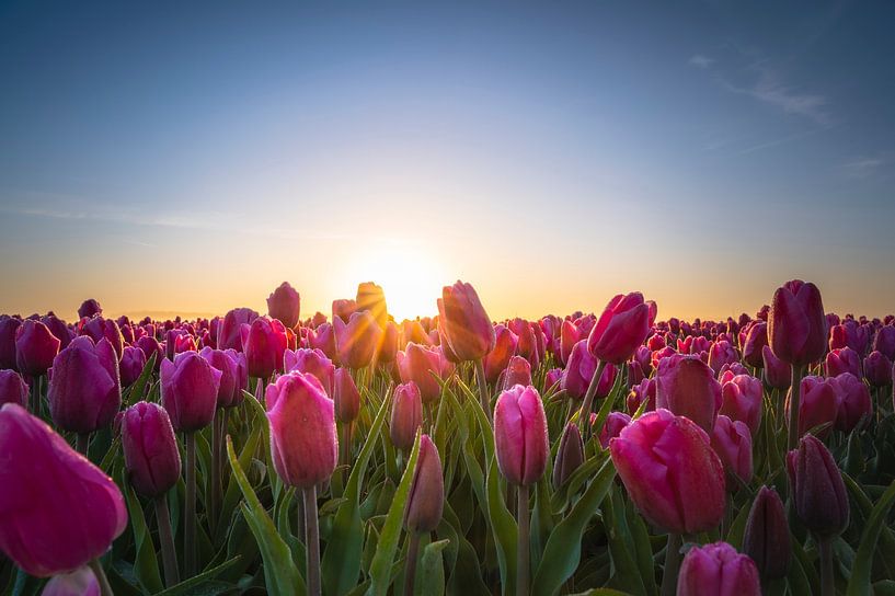Holländische Tulpen von Alvin Aarnoutse