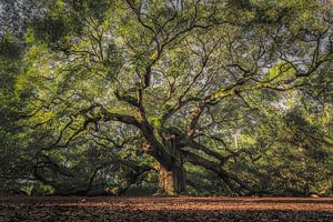 The Angel Oak
