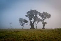 Bäume im Nebel