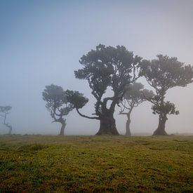 bomen in de mist van Stefan Bauwens Photography