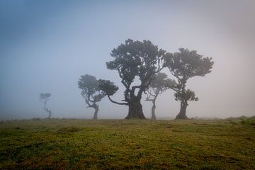 Bäume im Nebel von Stefan Bauwens Photography