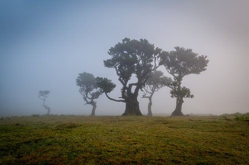 bomen in de mist