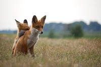 Ein junges neugieriges und wachsames Fuchs Brüderpaar