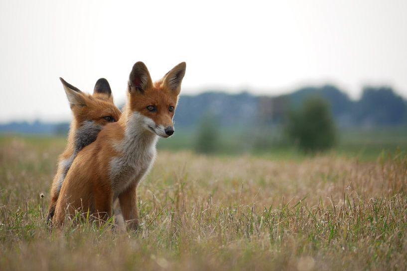 Ein junges neugieriges und wachsames Fuchs Brüderpaar von mekke