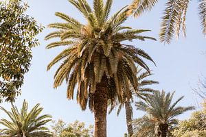 Grüne Palmen, Marrakech