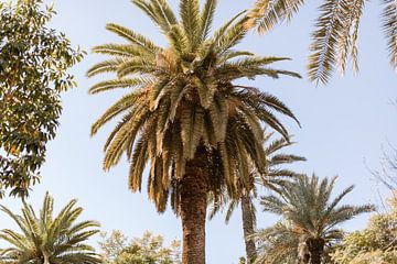 Groene palmbomen, Marrakech van Joke van Veen