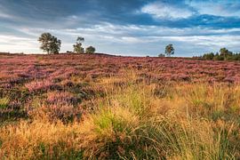 Bruyères en fleurs dans un paysage de bruyère au lever du soleil en France. sur Sjoerd van der Wal Photographie