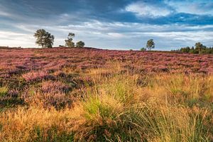 Blühende Heidekrautpflanzen in einer Heidelandschaft bei Sonnenaufgang in