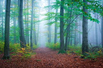 Mist in het bos van Martin Wasilewski