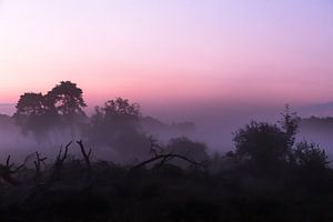 Matinée dans la lande, Strijbeek, Strijbeekse heathland, North Brabant, Holland, Netherlands image heathland