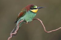 European Bee-eater (Merops apiaster)