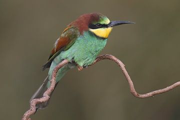 Europese Bijeneter (Merops apiaster) van Ronald Pol