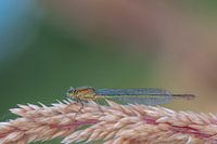 Details einer Libelle, Makro