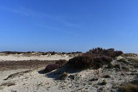 Balloerveld in the morning. by Bernard van Zwol
