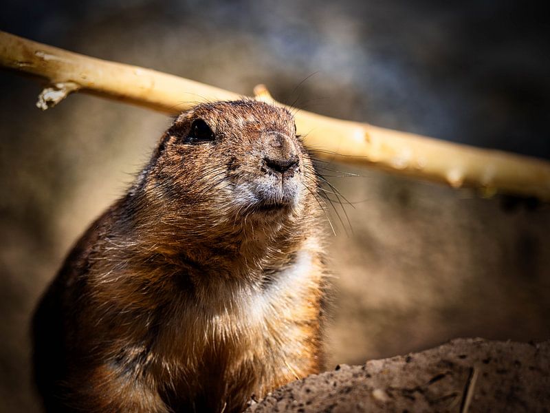 Vigilant prairie dog by Beeld Creaties Ed Steenhoek | Photography and Artificial Images