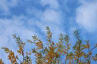 Herfst bladeren