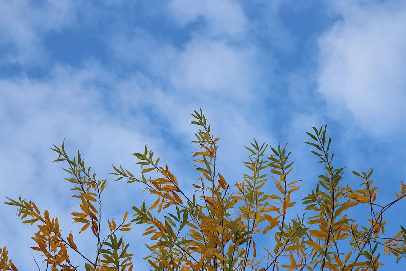 Herfst bladeren van Wilma Meurs
