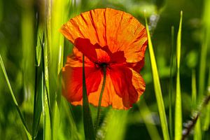 Mohnblume im Gegenlicht