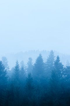 Mist over bos van Patrik Lovrin