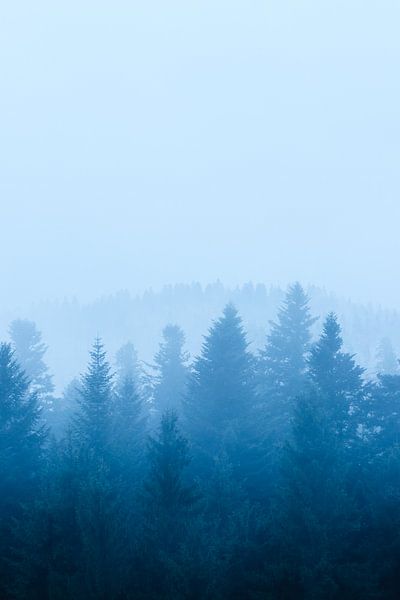 Fog over forest by Patrik Lovrin
