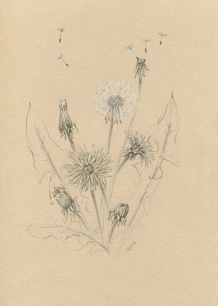 Tribute to dandelions by Karen Kaspar
