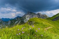 Fleurs des Alpes, Alpes d'Allgäu