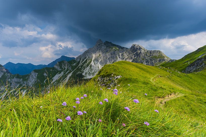 Alpine flowers, Allgäu Alps by Walter G. Allgöwer