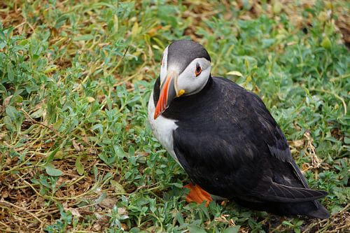 Papegaaiduikers op het eiland Skellig Michael in Ierland