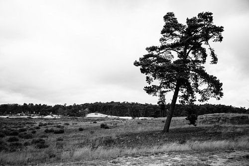 Boom op de heide in zwart-wit