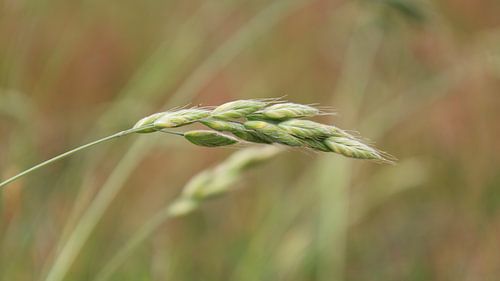 Beauté subtile de la nature : L'herbe verte et longue dont les sommets ne sont pas encore fleuris s'accroche à la liche douce.