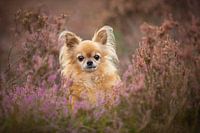 Chihuahua among the purple heather